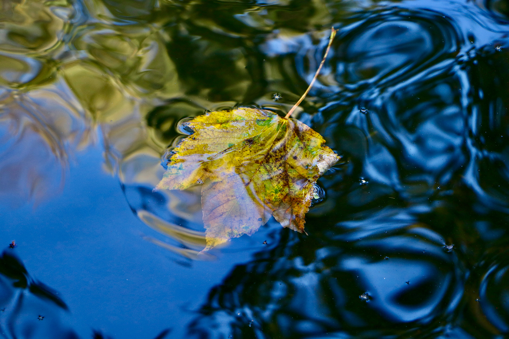 Grief support main page image close up leaf floating in reflected water