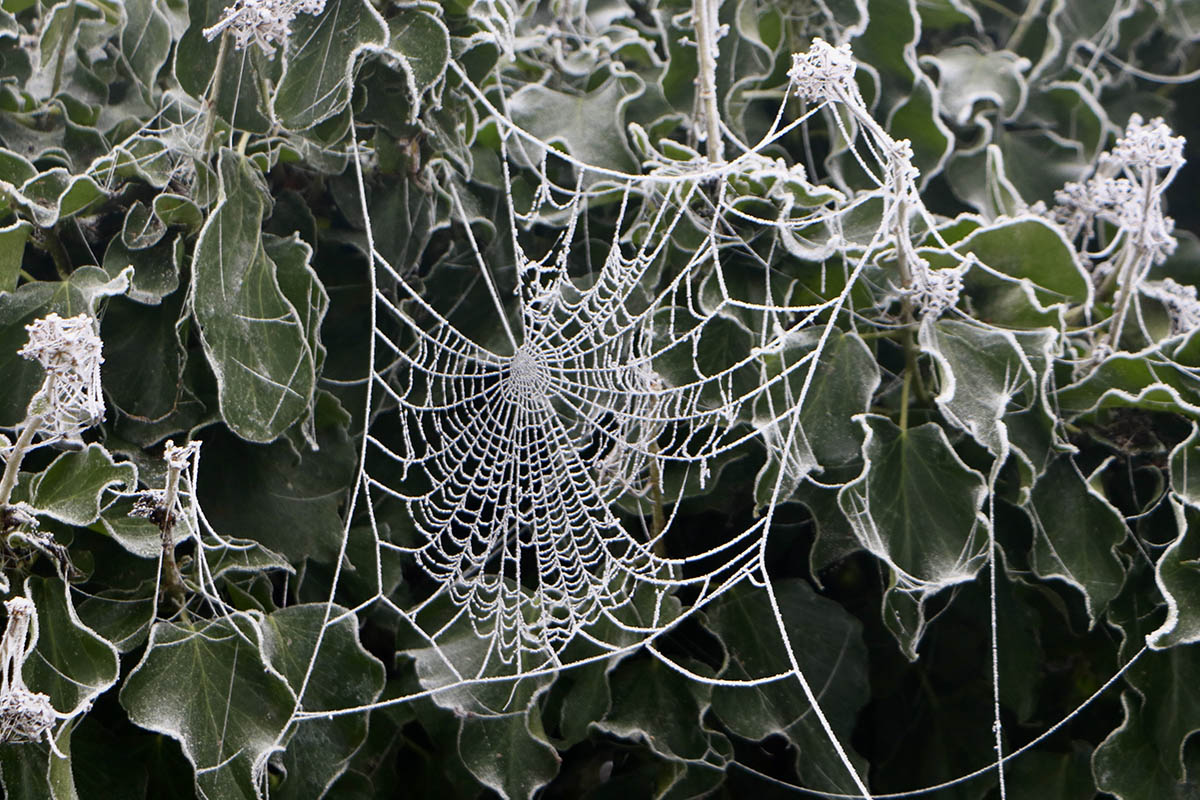 contact image complete frozen spiders web